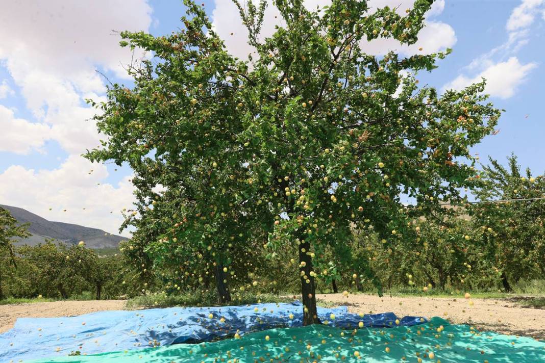 O kent için altın kadar değerli: Hasat başladı, rekolte arttı! Valilik yüzlerce fide dağıtıyor 9